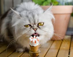 Feline Report Feline Report