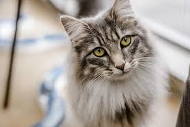 Feline Report Feline Report